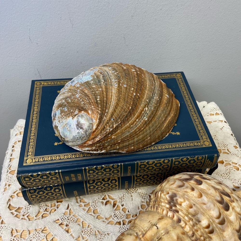Two Shells-Abalone and Conch - Picture 3 of 11
